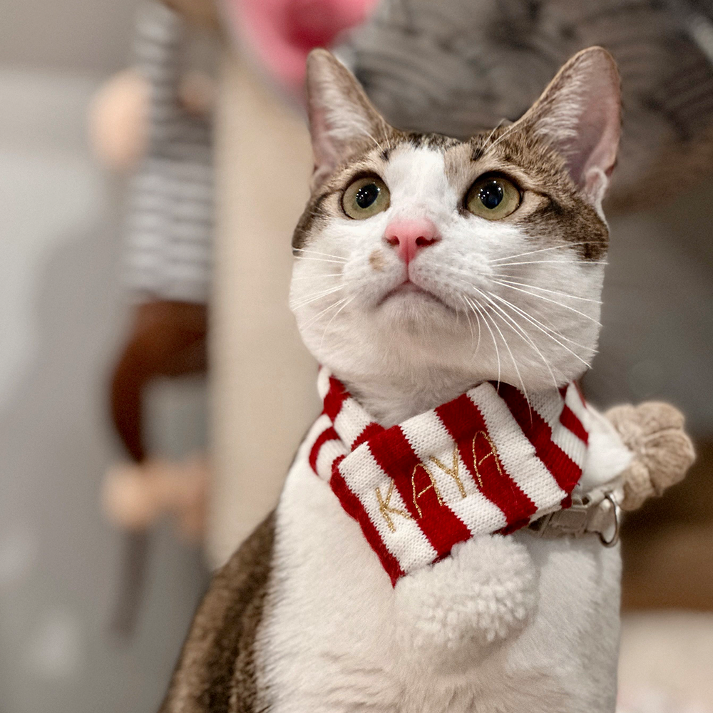 〈 Trinity Knot Groceries〉 THE LITTLE ONE's exclusive pet neck scarf (can be embroidered)